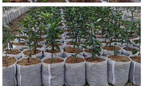 如何从一段奶粉过渡到二段奶粉-怎么从1段换2段换奶粉好不好网 :分享如何从一段奶粉过渡到二段奶粉-一段换二段奶粉的正确转换方法知识